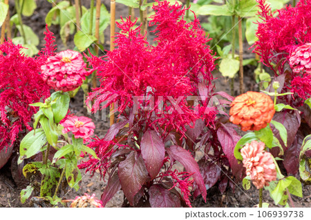 Blooming plant with red top and purple leaves 106939738