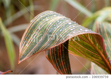 Colorful plants, Beautiful Canna plants in Botanical Gardens Colorful plants, Beautiful Canna plants in Botanical Gardens 106939739