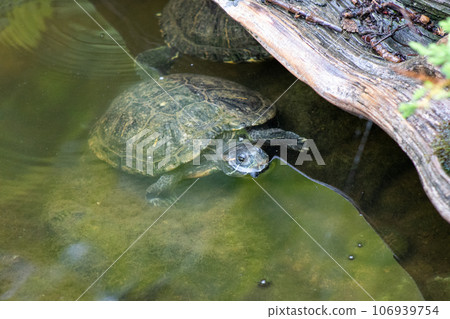 Turtles exhibit in water at Reptile Garden Tortuga Falls Rapid City South Dakota 106939754