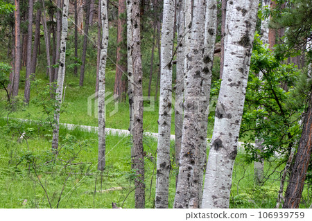 up close group of Aspen trees in the summer up close group of Aspen trees in the summer 106939759