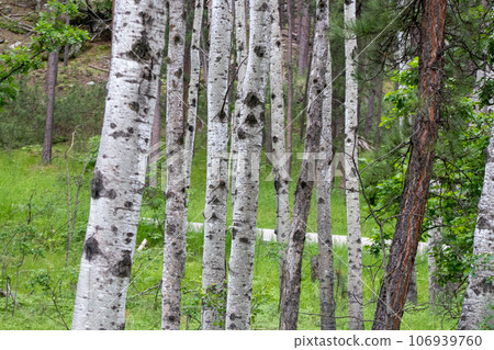 up close group of Aspen trees in the summer 106939760