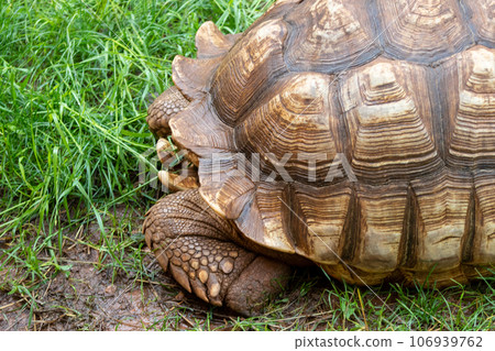 Close up of giant tortoise At The Reptile Gardens Tortuga Falls Rapid City South Dakota 106939762