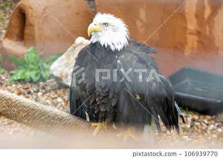 Bald Eagle at Reptile Garden Tortuga Falls Rapid City South Dakota thru Glass Bald Eagle at Reptile Garden Tortuga Falls Rapid City South Dakota thru Glass 106939770