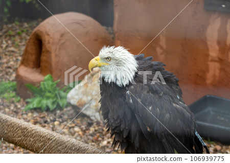 Bald Eagle at Reptile Garden Tortuga Falls Rapid City South Dakota Bald Eagle at Reptile Garden Tortuga Falls Rapid City South Dakota 106939775