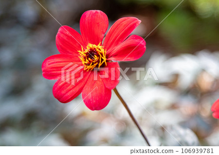 close up of single red flower with yellow center 106939781