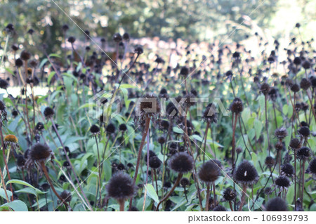 Group of Black cone flowers after the petals fell off Group of Black cone flowers after the petals fell off 106939793