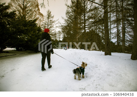 Owner walking small dog breed Yorkshire Terrier on a leash in a winter snow-covered park, woods. Walking with pet lap dog in warm clothes, overalls outdoors. Real people on a street. Canine lifestyle. 106940438