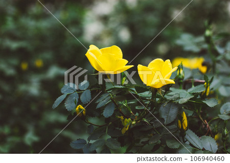 Yellow roses flowers against dark green leaves. Blossoming roses bush in summer season. Floral wallpaper. Golden flower smelling good. Plants for cosmetic oil, perfume production. Congratulations Yellow roses flowers against dark green leaves. Blossoming roses bush in summer season. Floral wallpaper. Golden flower smelling good. Plants for cosmetic oil, perfume production. Congratulations 106940460