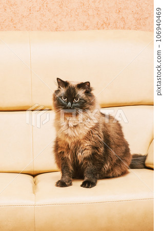 A cat of the Neva Masquerade breed on a beige sofa at home. Beautiful adult cat portrait. A cat of the Neva Masquerade breed on a beige sofa at home. Beautiful adult cat portrait. 106940469