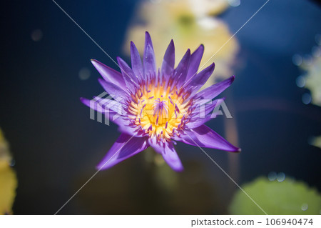 Beautiful water lily flowers floating on the water surface in summer Beautiful water lily flowers floating on the water surface in summer 106940474