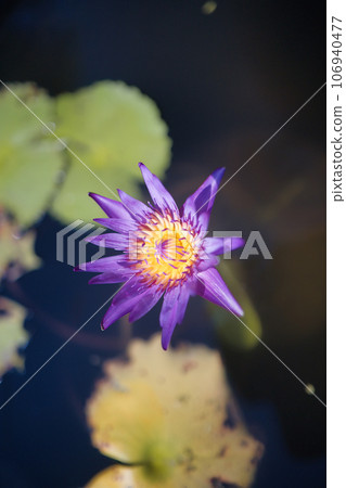 Beautiful water lily flowers floating on the water surface in summer Beautiful water lily flowers floating on the water surface in summer 106940477