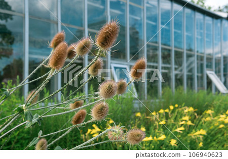 dry teasel inflorescences in a flower garden against the background of the greenhouse wall 106940623