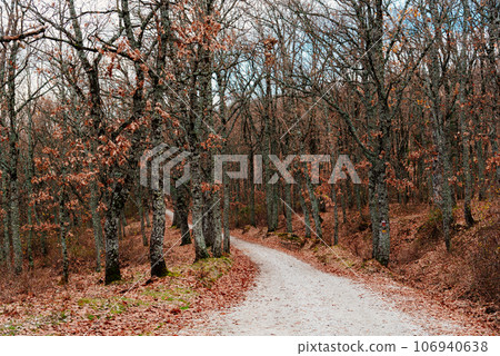 Path through autumnal park in a cloudy morning during fall 106940638