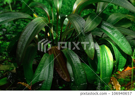 aquatic and marsh plants grow in water aquatic and marsh plants grow in water 106940657