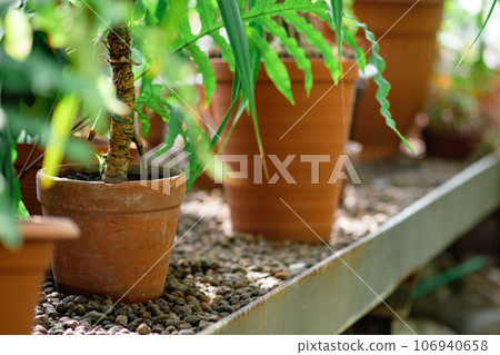 ferns growing in pots on a shelf in a greenhouse 106940658