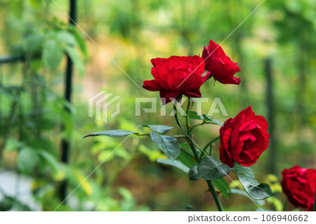 scarlet rose flowers close-up on a blurred natural background scarlet rose flowers close-up on a blurred natural background 106940662