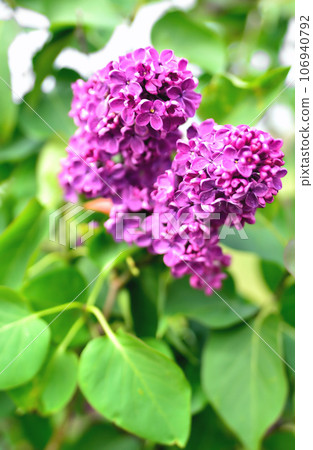 Lilac branch against the background of green leaves 106940792