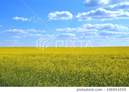 Field of yellow flowers and blue sky with clouds 106941059
