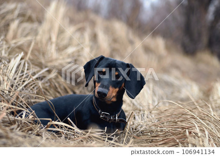 Black dog on the background of the old gray grass 106941134