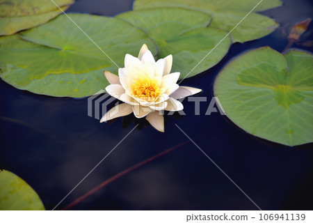 Lily in the water against the background of green leaves 106941139