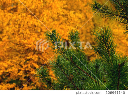 Green fir branch, drops of dew, yellow autumn leaves Green fir branch, drops of dew, yellow autumn leaves 106941140