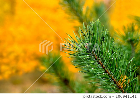 Green fir branch, drops of dew, yellow autumn leaves 106941141