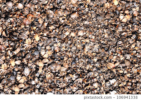 Shell shell texture background Shell shell texture background 106941338