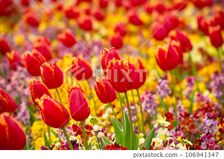 Red tulip flowers Red tulip flowers 106941347