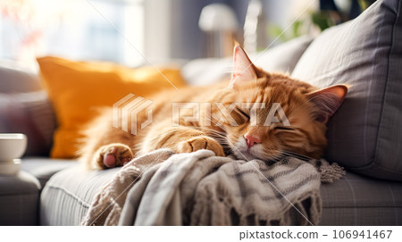 A cute red kitten lies on soft orange blanket on the sofa. Love and care for animals, regime and rest for pets A cute red kitten lies on soft orange blanket on the sofa. Love and care for animals, regime and rest for pets 106941467