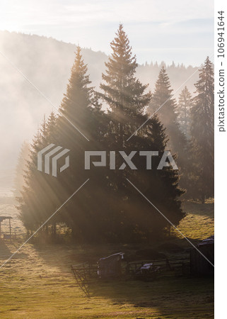 spruce trees on the meadow in morning mist. mountainous countryside scenery of romania 106941644