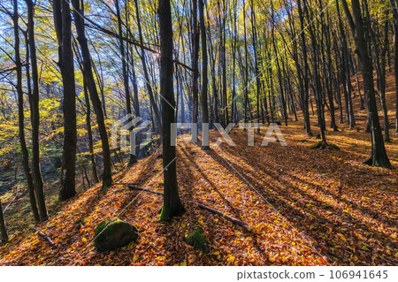 park in carpathian deciduous forest. beautiful nature scenery in autumn. foliage in fall colors 106941645