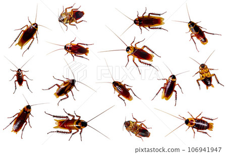 A group of cockroaches cut out. Cockroach alive and dead. A group of cockroaches cut out. Cockroach alive and dead. 106941947