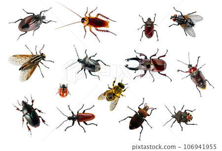 Group of insects cut out. Detailed Insect collection. Group of insects cut out. Detailed Insect collection. 106941955