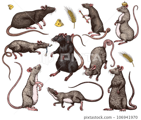 Illustration of a rat king