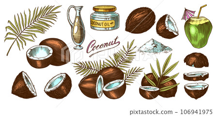 Coconut sketch. Tropical food and palm leaf. Retro ink style. Hand drawn vector illustration for Coconut sketch. Tropical food and palm leaf. Retro ink style. Hand drawn vector illustration for 106941975