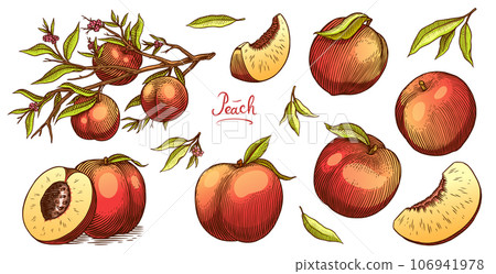 Peach and apricot in Vintage style. Slice and half and cut. Engraved Fruits. Hand drawn food. Vector 106941978