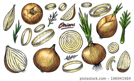 Onion bulb, Half cutout slice and rings. Hand drawn with ink in vintage style. Linear graphic 106941984