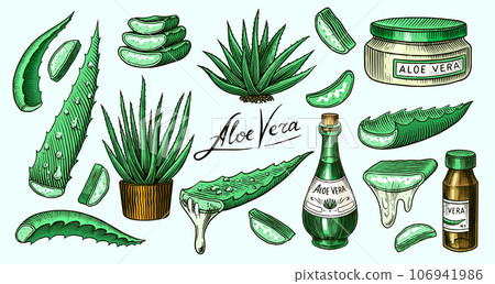 Aloe vera set. Sketch of Plant and bunch and leaves. Ingredient for herbal medicine or cosmetics 106941986