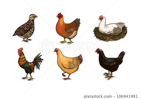 Domestic Chicken bird. Turkey, guinea fowl, goose, duck, quail. Hand drawn. Engraved Farm animal Domestic Chicken bird. Turkey, guinea fowl, goose, duck, quail. Hand drawn. Engraved Farm animal 106941991