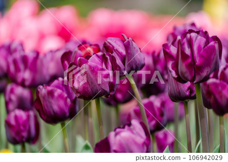 Magenta tulips spring blossoming, bokeh flower background, pastel and soft floral card, selective focus Magenta tulips spring blossoming, bokeh flower background, pastel and soft floral card, selective focus 106942029