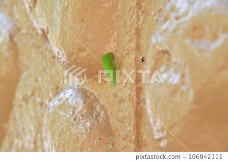 Pupa of Aosujihageha Pupa of Aosujihageha 106942111