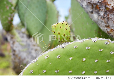 Close up photo of giant opuntia pads (Opuntia galapageia) on Santa Cruz Island, selective focus, Galapagos National Park, Ecuador. 106942155