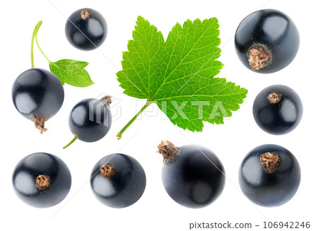 Collection of black currant berries and a leaf isolated on white background 106942246