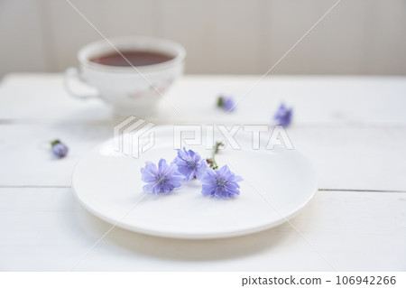 Cichorium flowers in a saucer, on a light background. Flowers of ordinary chicory or cichorium dioecious. With space to copy. High quality photo 106942266