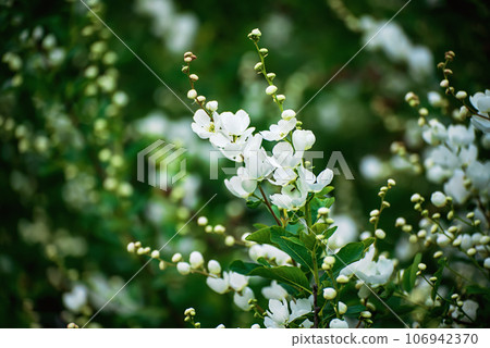 Spring white flowers Spring white flowers 106942370