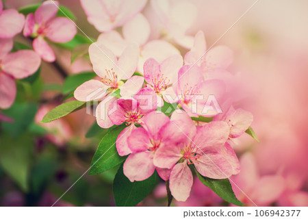 Apple tree flower Apple tree flower 106942377