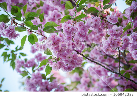 Sakura flowers blooming Sakura flowers blooming 106942382