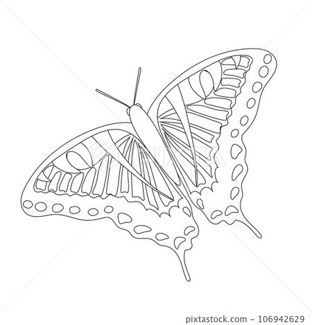 Butterfly coloring book for children in black and white isolated on a white background. 106942629