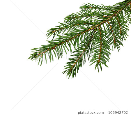 Fir tree branch on white Fir tree branch on white 106942702