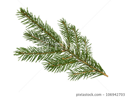 Fir tree branch on white Fir tree branch on white 106942703